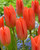 Tulip 'Orange Brilliant'