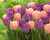 Tulip Magic Lavender 11/12cm