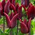 Tulip 'Lasting Love'