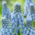 Muscari Cupido 7/8cm