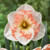 Narcissus 'Pink Wonder'