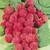 Raspberry 'Glen Ample'