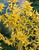 Forsythia intermedia 'Spectabilis' Hedge