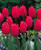 Tulip Red Flag (Saver Sized Bulbs)