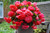 Begonia odorata Pink Delight