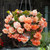 Begonia Splendide Apricot