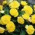 Non Stop Begonia Yellow 3/4cm