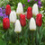 Tulip Ruby Prince