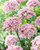 Allium Nigrum 'Pink Jewel' 10cm+