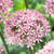 Allium Nigrum 'Pink Jewel' 10cm+