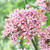 Allium Nigrum 'Pink Jewel' 10cm+