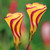 Oxalis namaquensis 'Golden Cape'