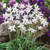 Ipheion uniflorum 'White Star'