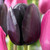 Tulip 'Black Knight'