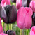Tulip 'Black Knight'