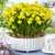 Narcissus Tete a Tete 8/10