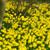 Narcissus Tete a Tete 8/10