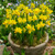 Narcissus Tete a Tete 8/10