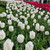 Tulip 'Royal Virgin'