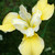 Iris sibirica 'Butter and Sugar'
