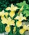 Iris sibirica 'Butter and Sugar'
