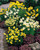 Narcissus Botanical Mix