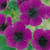 Geranium Cinereum Giuseppii
