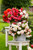 Begonia odorata Mixed 5/6cm