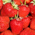 Strawberry 60 Day 'Elsanta'