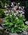 Hosta 'Francee'