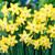 Narcissus Verdin 10-12cm