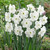 Narcissus Piper's End 12/14cm