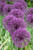 Allium 'Purple Rain'
