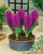 Hyacinth 'Miss Saigon' 17/18cm