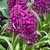 Hyacinth 'Miss Saigon' 17/18cm