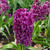 Hyacinth 'Miss Saigon' 17/18cm