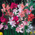 Gladiolus nanus Mix