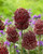 Allium Red Mohican 10cm+