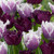 Tulip 'Gorilla'