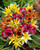 Tulip Species Mixed