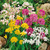 Allium Small Flowered Mixed 4/5cm