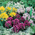 Allium Small Flowered Mixed 4/5cm