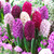 Hyacinth Passion Mix
