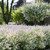 Salix Integra Hakuro Nishiki