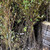 Salix Integra Hakuro Nishiki