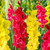 Gladioli Joyeuse Entree