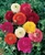 Ranunculus asiaticus Mixed