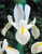 Iris Dutch 'White Excelsior'