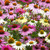 Echinacea purpurea Mix