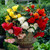 Begonia Giant Cascading Mix 3/4cm